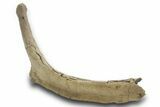 Fossil Hadrosaur (Edmontosaurus) Rib Bone - Wyoming #377962-3